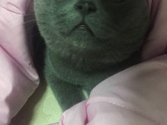 -禅猫日本料理