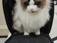 -宠颐生宠物医院·心肾内科·猫专科诊疗中心宠巢店