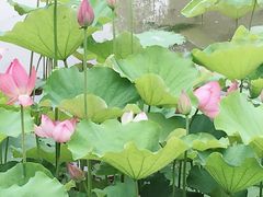 -大宁灵石公园西门票处