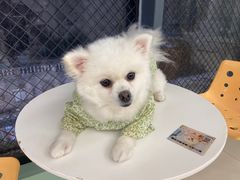 -怪兽屋·羊驼·猫咖·狗咖(俊华广场店)