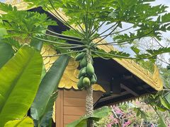 -西双版纳原始森林公园