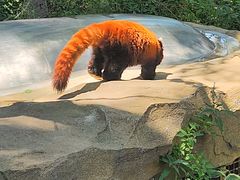 -北京野生动物园