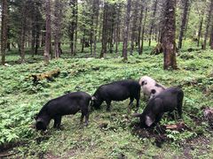 -硗碛藏寨·神木垒景区