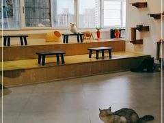 -Heymao猫咖.咖啡厅(东门店)