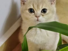 -宠爱国际动物医院·消化内科·心肾内科·ISFM猫友好(望京店)