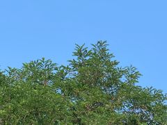 -素心小筑(后沙裕镇店)