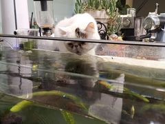 -平行世界·猫咖(首经贸店)