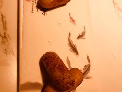 -姜君·千岛湖鱼头馆(浦东大道店)
