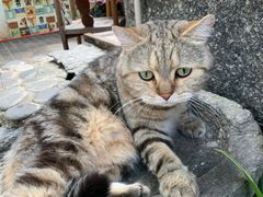 -喵屿·大理花园猫咖