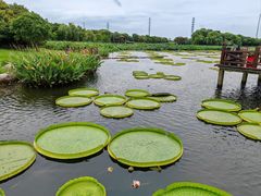 -荷塘月色湿地公园·向阳花洲