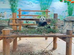 -西霞口神雕山野生动物世界