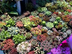 -三旗百汇商品城