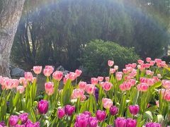 -北京国际鲜花港