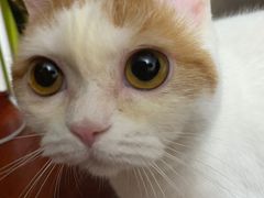-Bastet sally猫舍购宠(静安店)