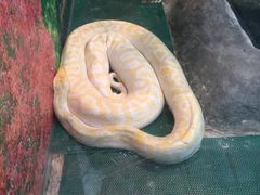 -上海大自然野生昆虫馆(东方明珠·爬宠昆虫探索中心)