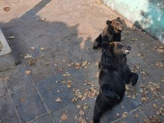 -西霞口神雕山野生动物世界