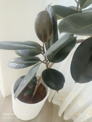 -HEYAN荷妍专业脱毛连锁机构