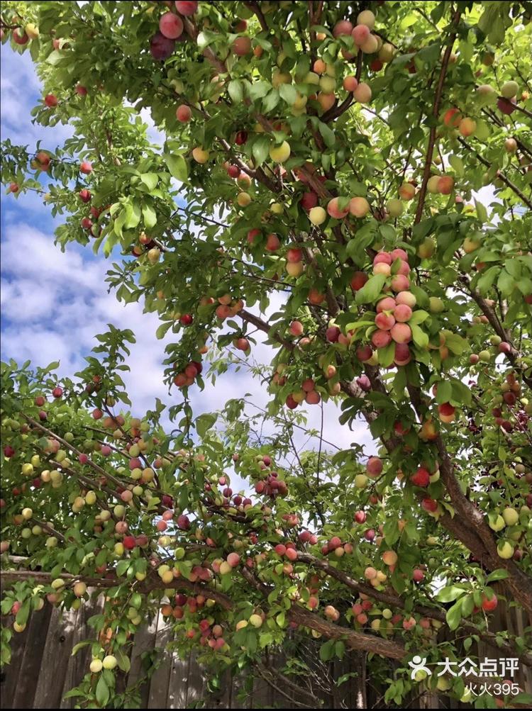 盛夏的果实 #天天领红包时间累计了盛夏的果实@点小二 @点小二创作