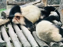 -都江堰中华大熊猫苑