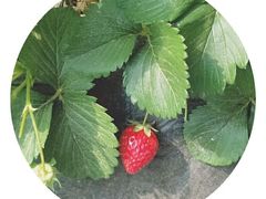 -田趣农庄草莓采摘园