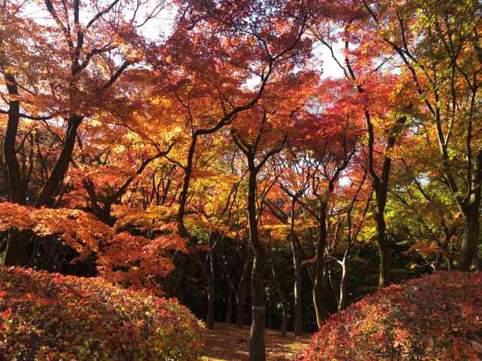 北之丸公园-"一年一度的樱花季开始,今年东京最佳赏樱期.