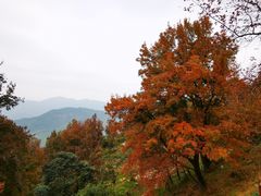-广州市石门国家森林公园