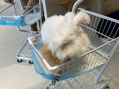 -怪兽屋·羊驼·猫咖·狗咖(俊华广场店)