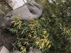 -八大山人梅湖景区