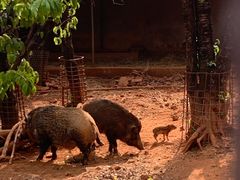 -昆明动物园