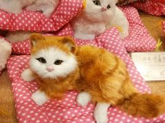 -猫咪博物馆(顶澳仔猫街店)