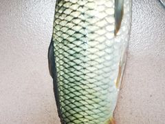 -小洲村