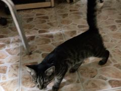 -安安宠医·安宠宠物医院