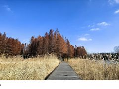 -溱湖国家湿地公园