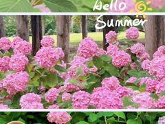 -上海滨江森林公园