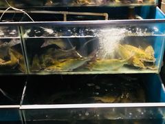 水产区-老板恋上鱼(恒隆广场店)