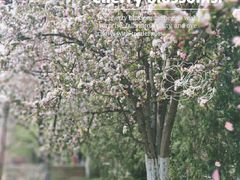 -海棠花溪(元大都城垣遗址公园)