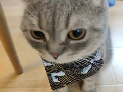 -猫咪派对(江南西店)
