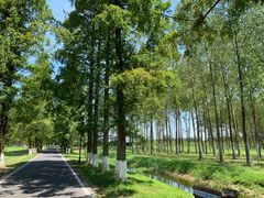 -黄海国家森林公园