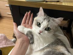 -守诺宠物医院·眼科· 特色牙科·异宠专科(虹口店)