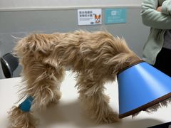 -谐和益家动物医院·免疫绝育·血液透析·宠保定点医院(高新伊藤分院)