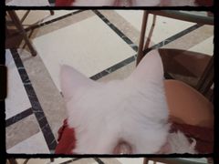 -猫色咖啡·猫咖