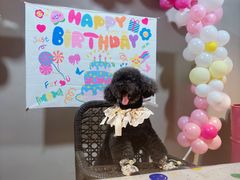 -百好乐宠物友好餐厅(朝外大街店)