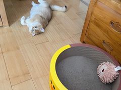 -猫十亿·布偶金渐层·曼基康矮脚猫舍(青年路店)
