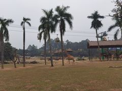 -广州长隆国际大马戏