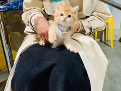 -欣宠猫屋·矮脚拿破仑·蓝金金渐层