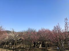 -香雪海