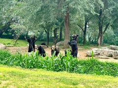 -北京野生动物园