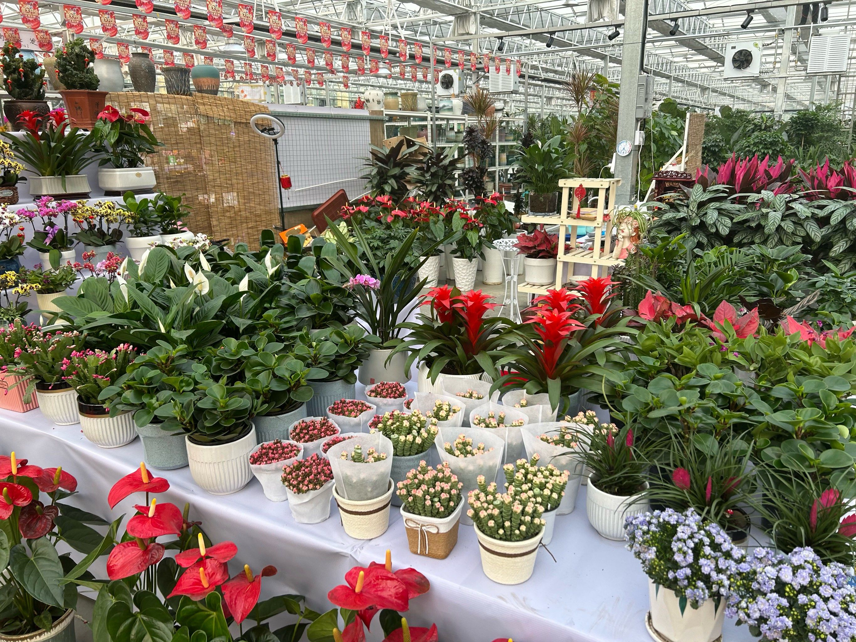 新秦美花卉市场