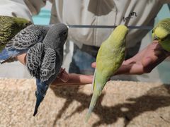 -怪兽屋·羊驼·猫咖·狗咖(俊华广场店)