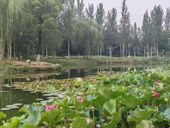 -西安浐灞国家湿地公园